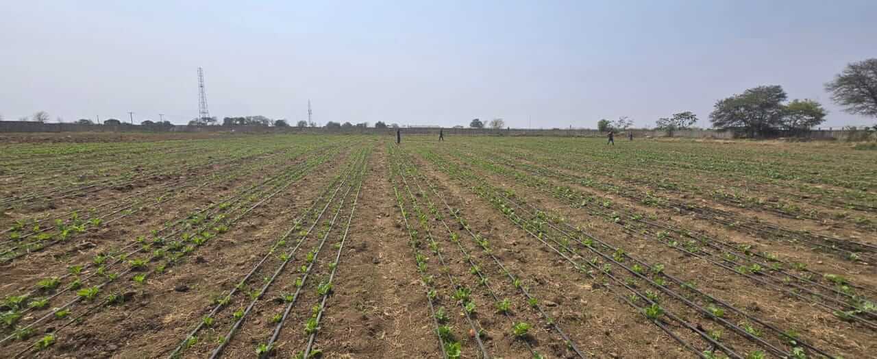 Wide farm with growing crops