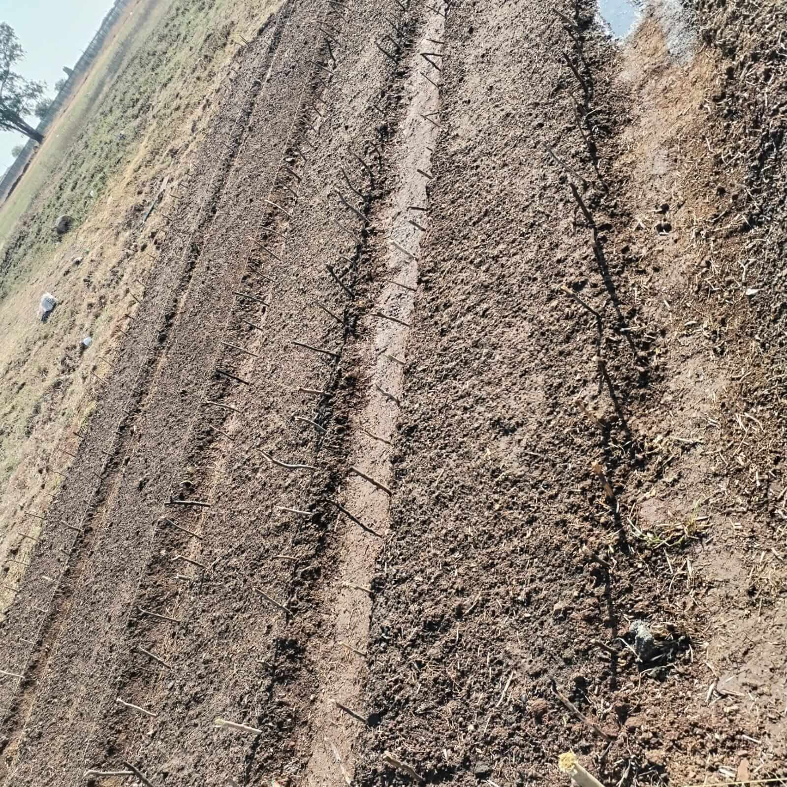 Prepared ground for planting
