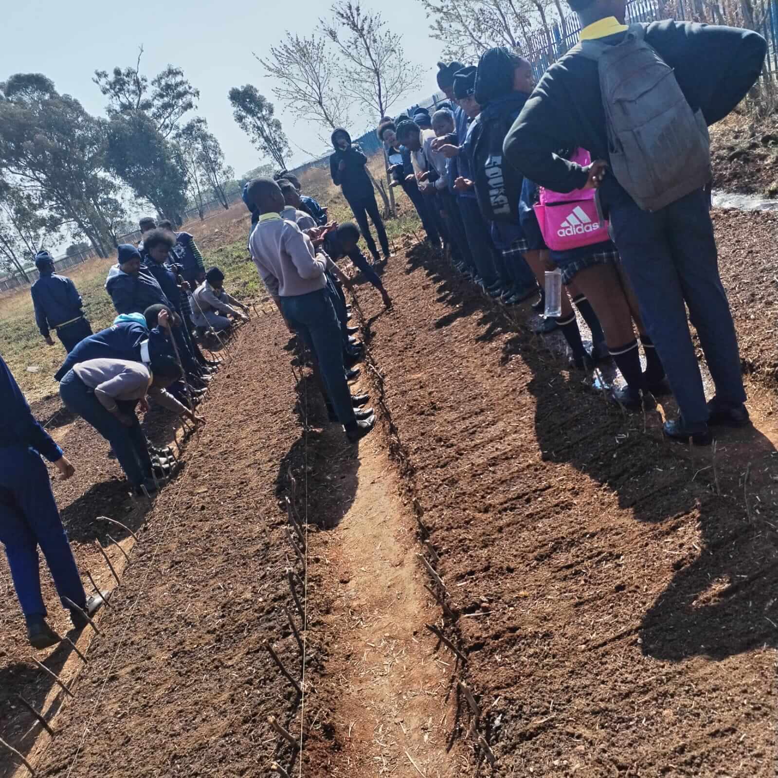 Two groups in the farm