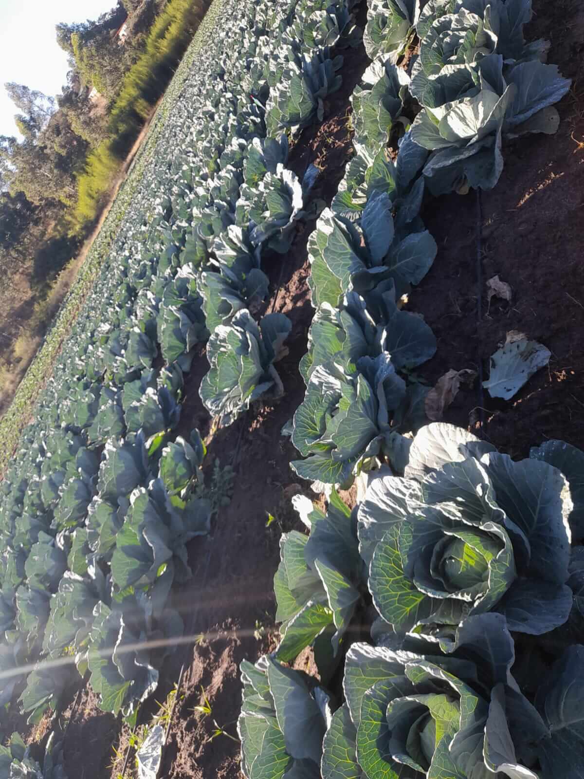 Cabbages in the farm