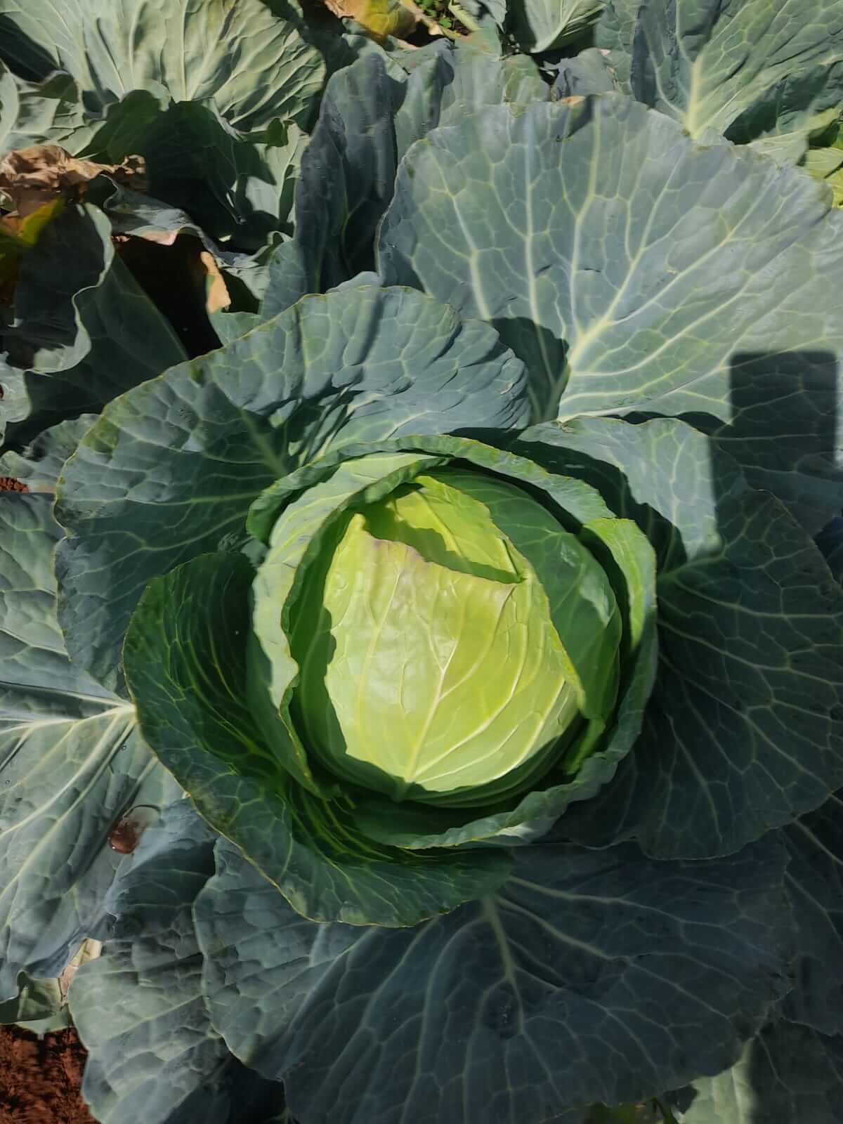 Cabbage crop