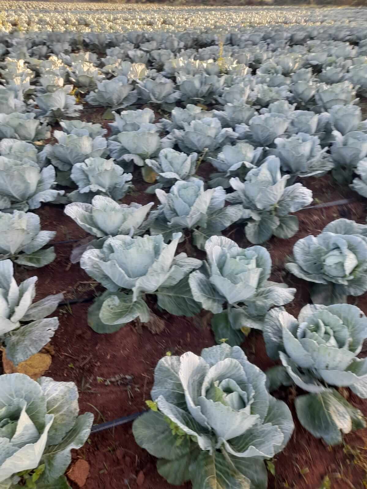 Cabbages in the farm
