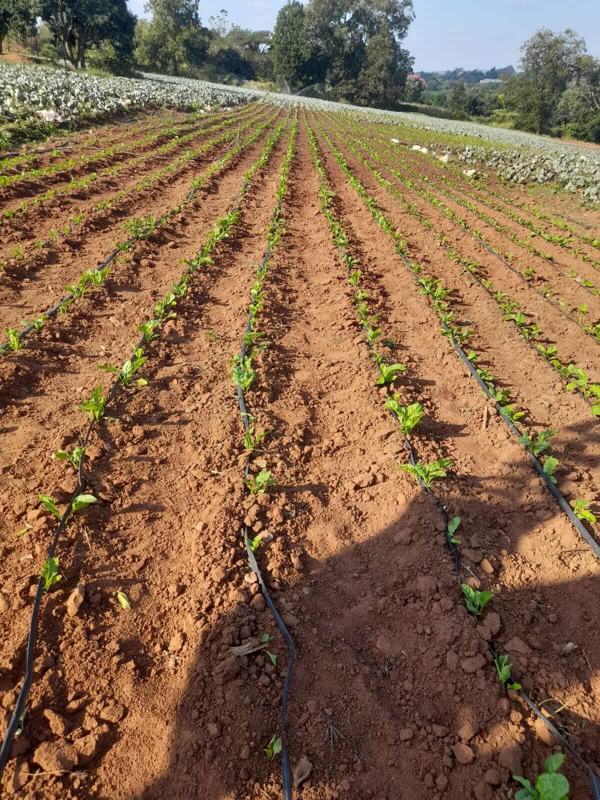 Farm with small crops