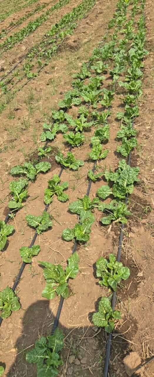 Growing crops