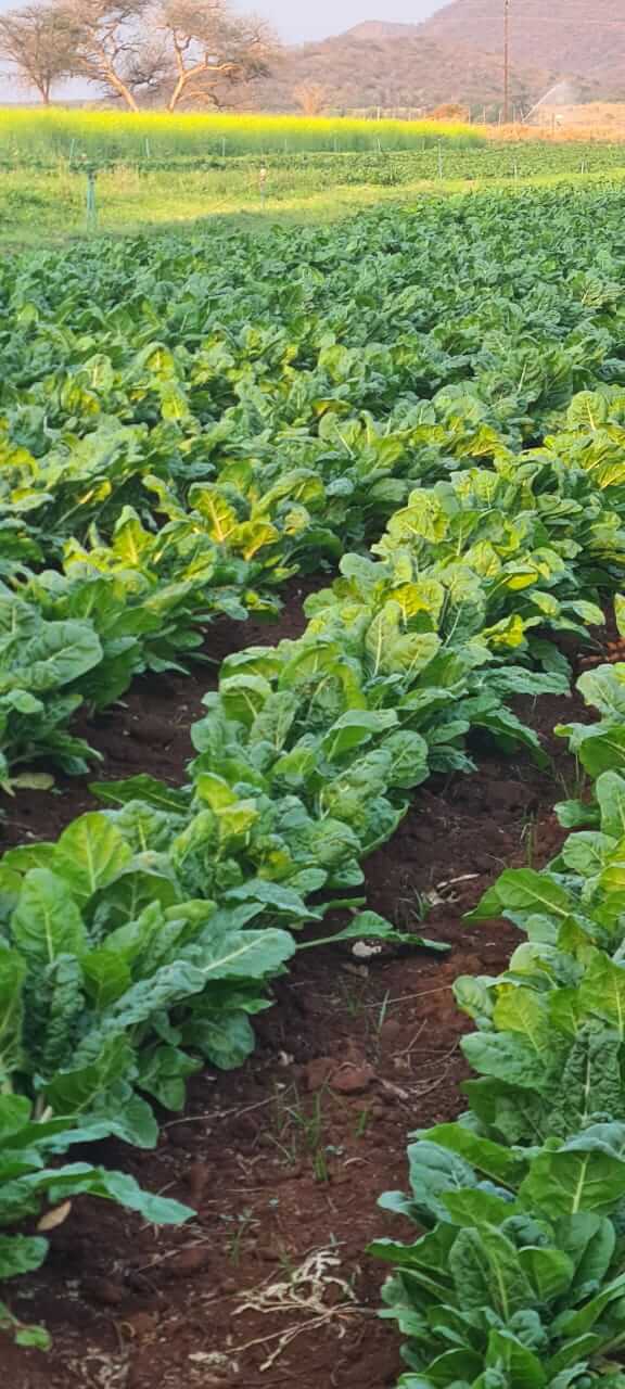 Grown spinach