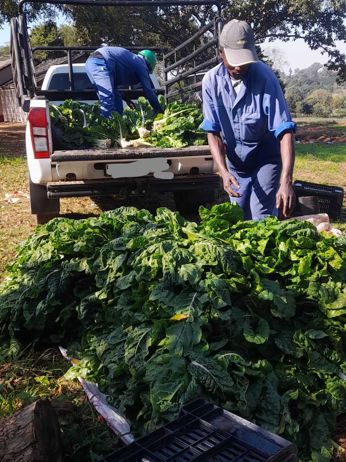Loading spinach