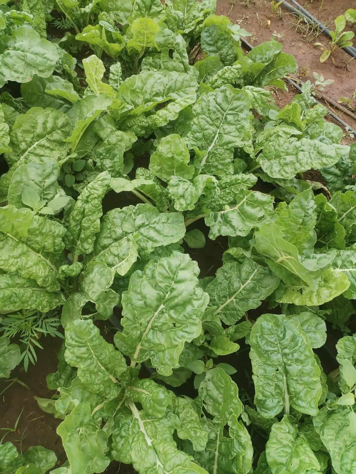 Spinach