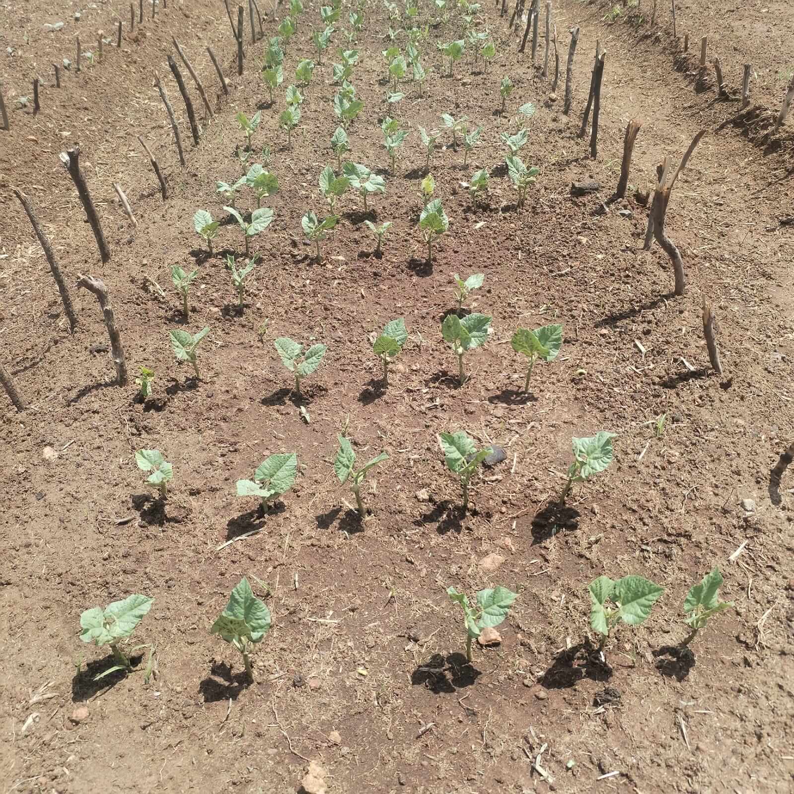 Very small crops