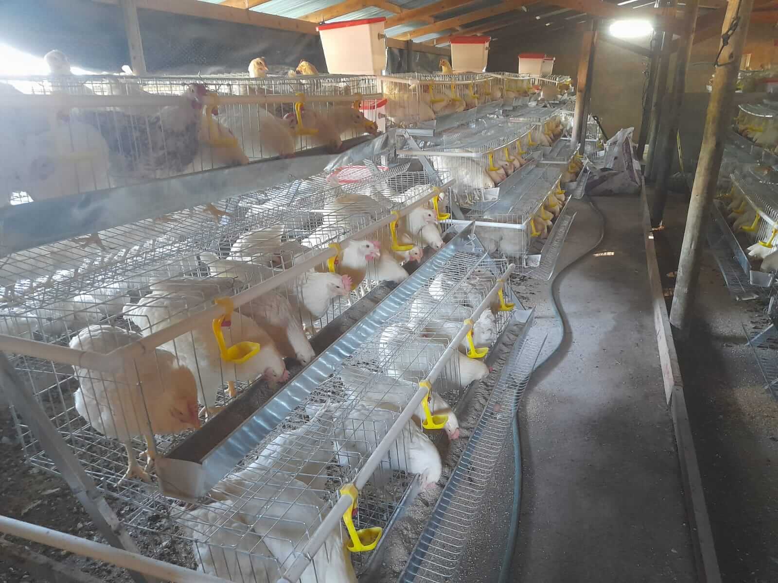 Chickens for egg laying