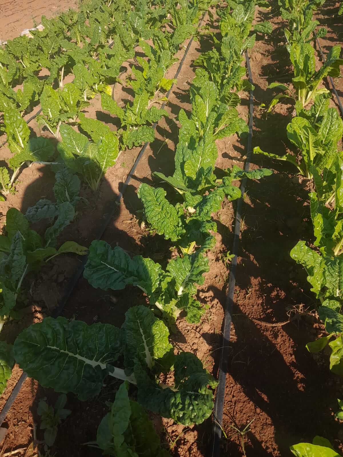 Farm with grown spinach