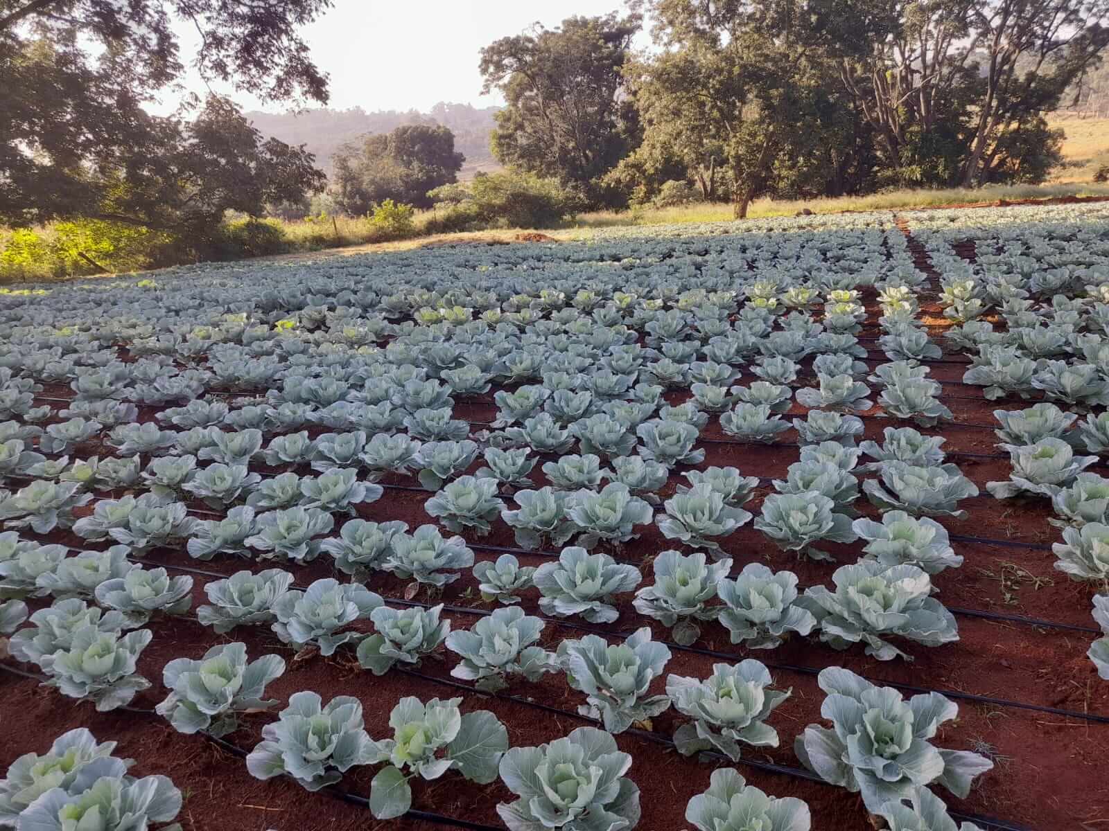 Growing cabbages