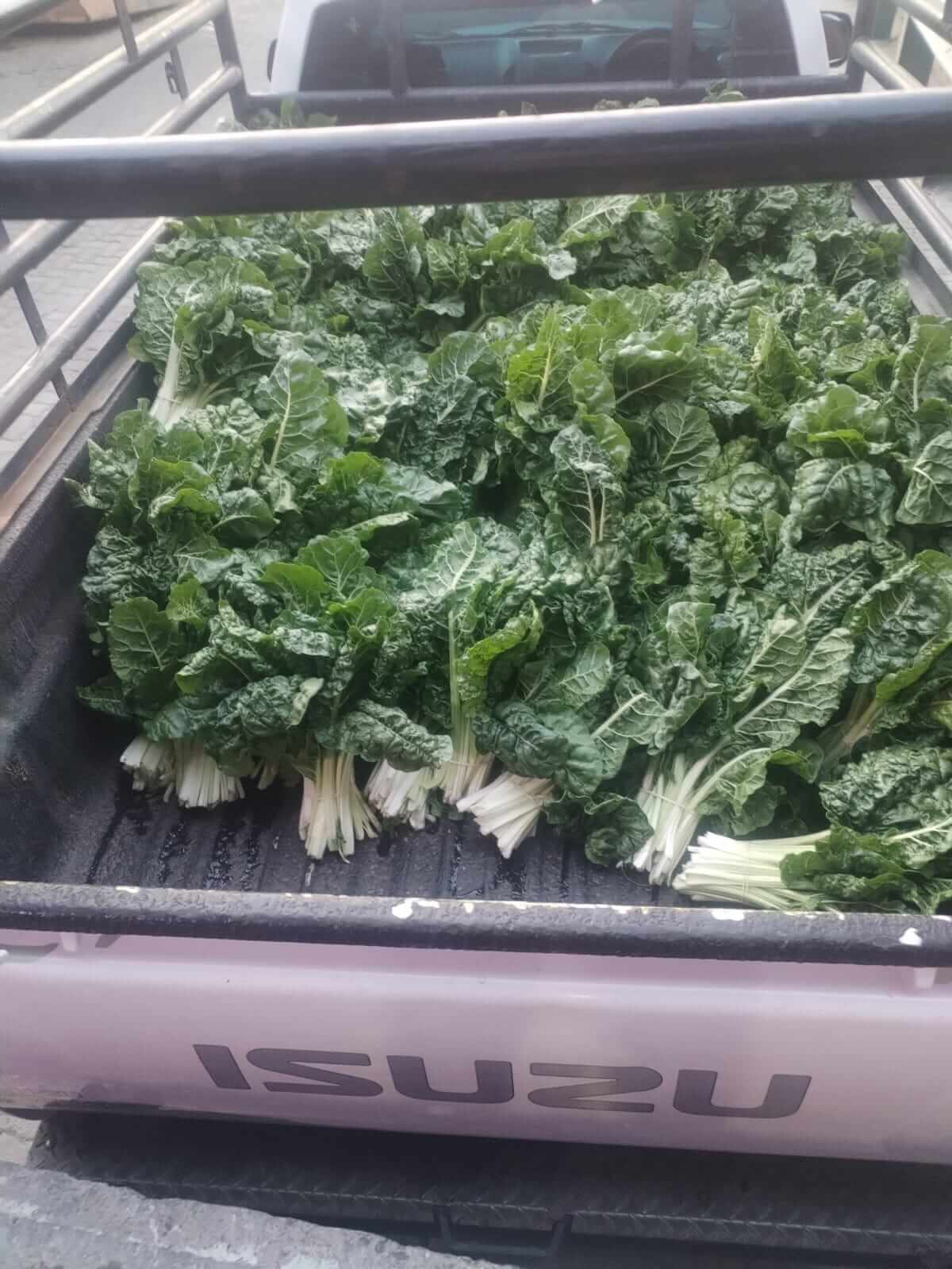 Loaded spinach ready for distribution